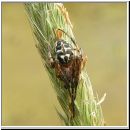 Larinioides cornutus - Schilfradspinne m03.jpg